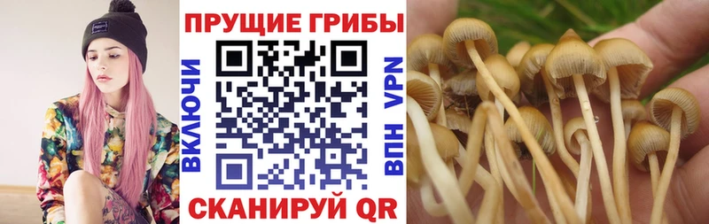 Псилоцибиновые грибы MAGIC MUSHROOMS  продажа наркотиков  Жигулёвск 